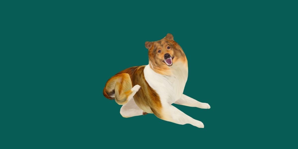 Rough Collie Dog Low-poly 3D model_6