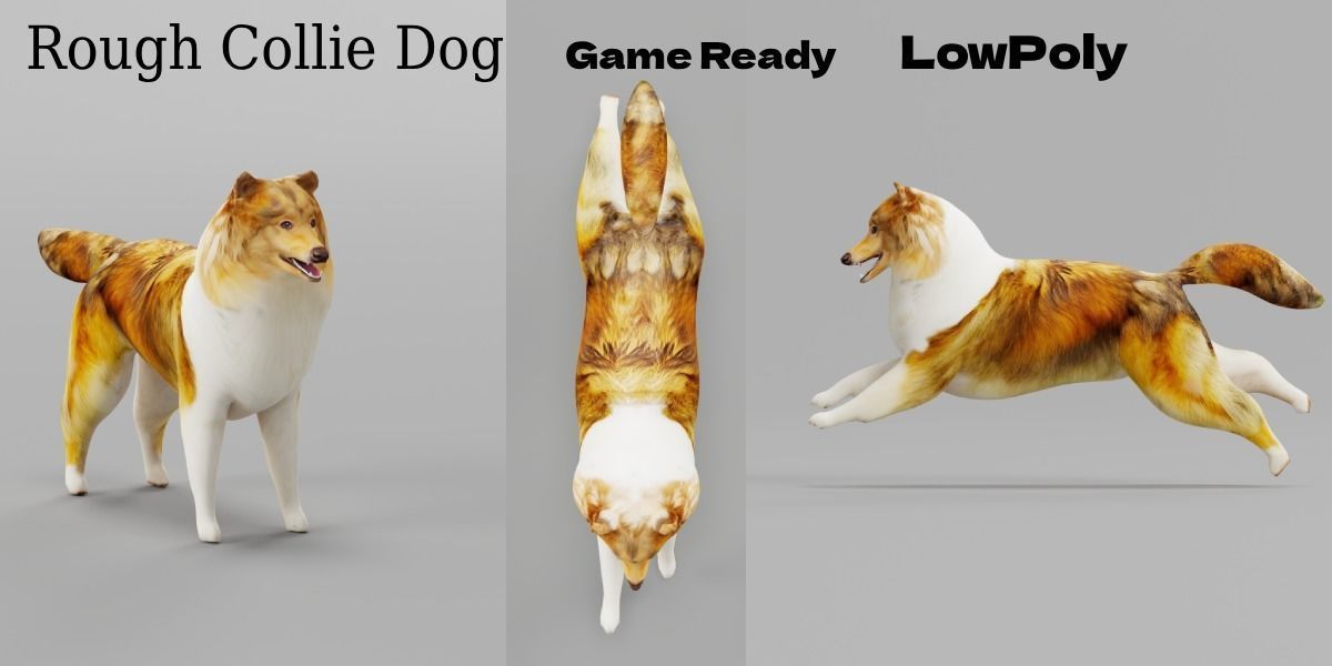Rough Collie Dog Low-poly 3D model_2