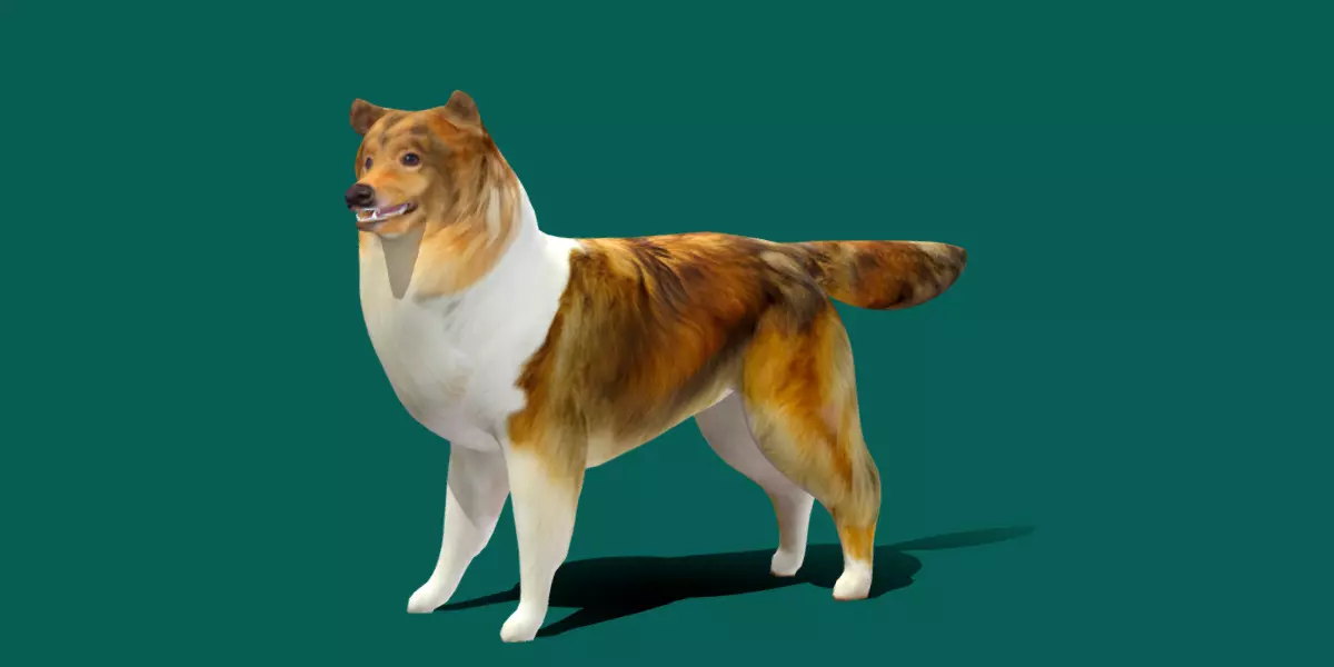 Rough Collie Dog Low-poly 3D model_0