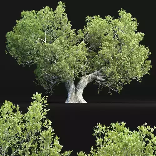 Natural Tree for landscape vol 219 3D model