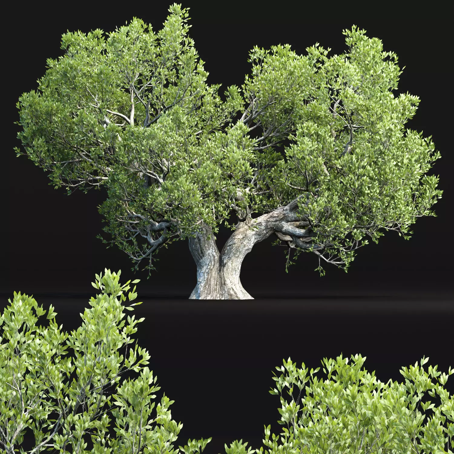 Natural Tree for landscape vol 219 3D model