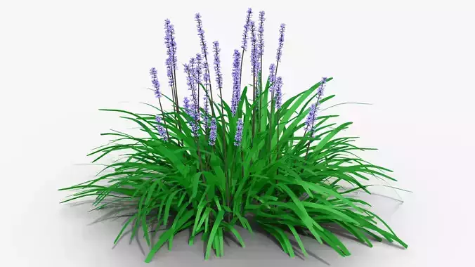 Liriope muscari