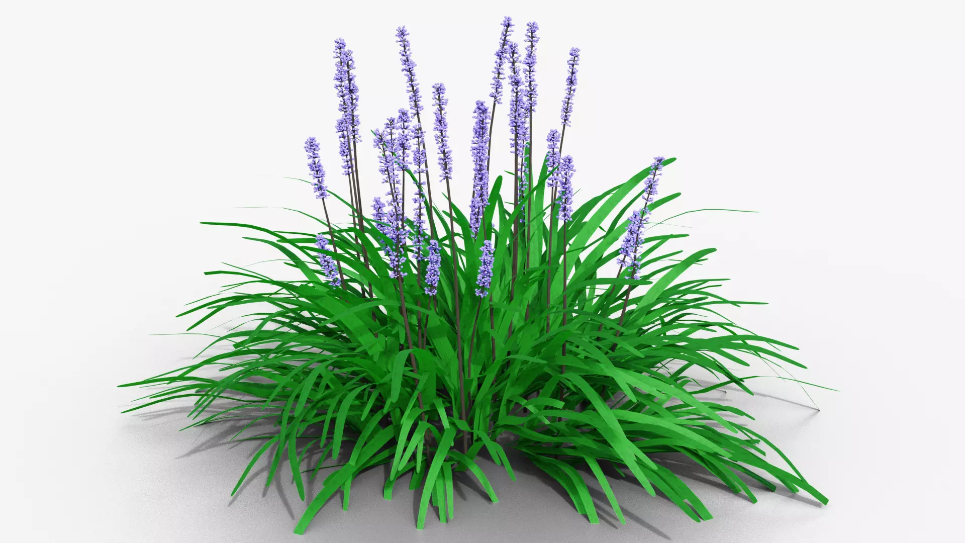 Liriope muscari 3D model