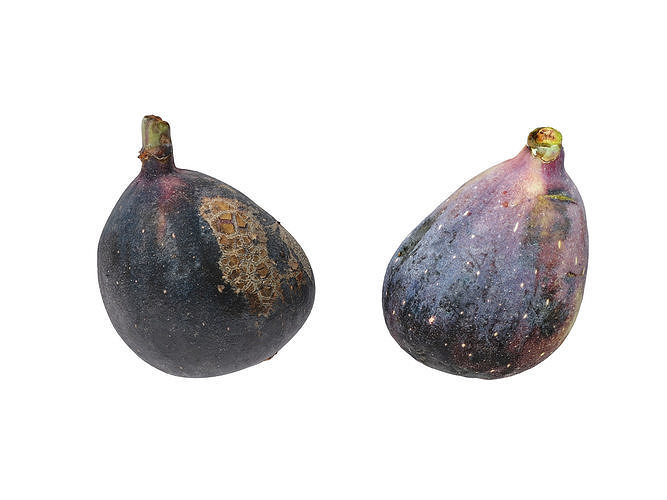 Fig fruit  3D model 7