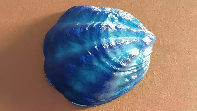 Fan Sea Shell  3D model
