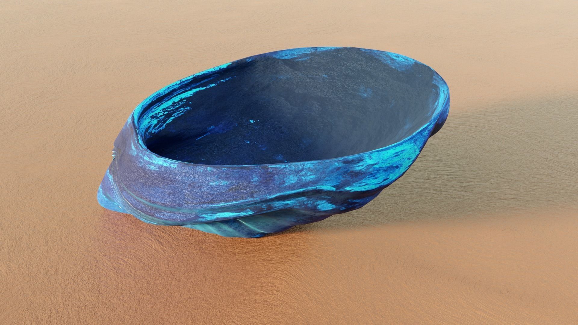 Fan Sea Shell  3D model_3