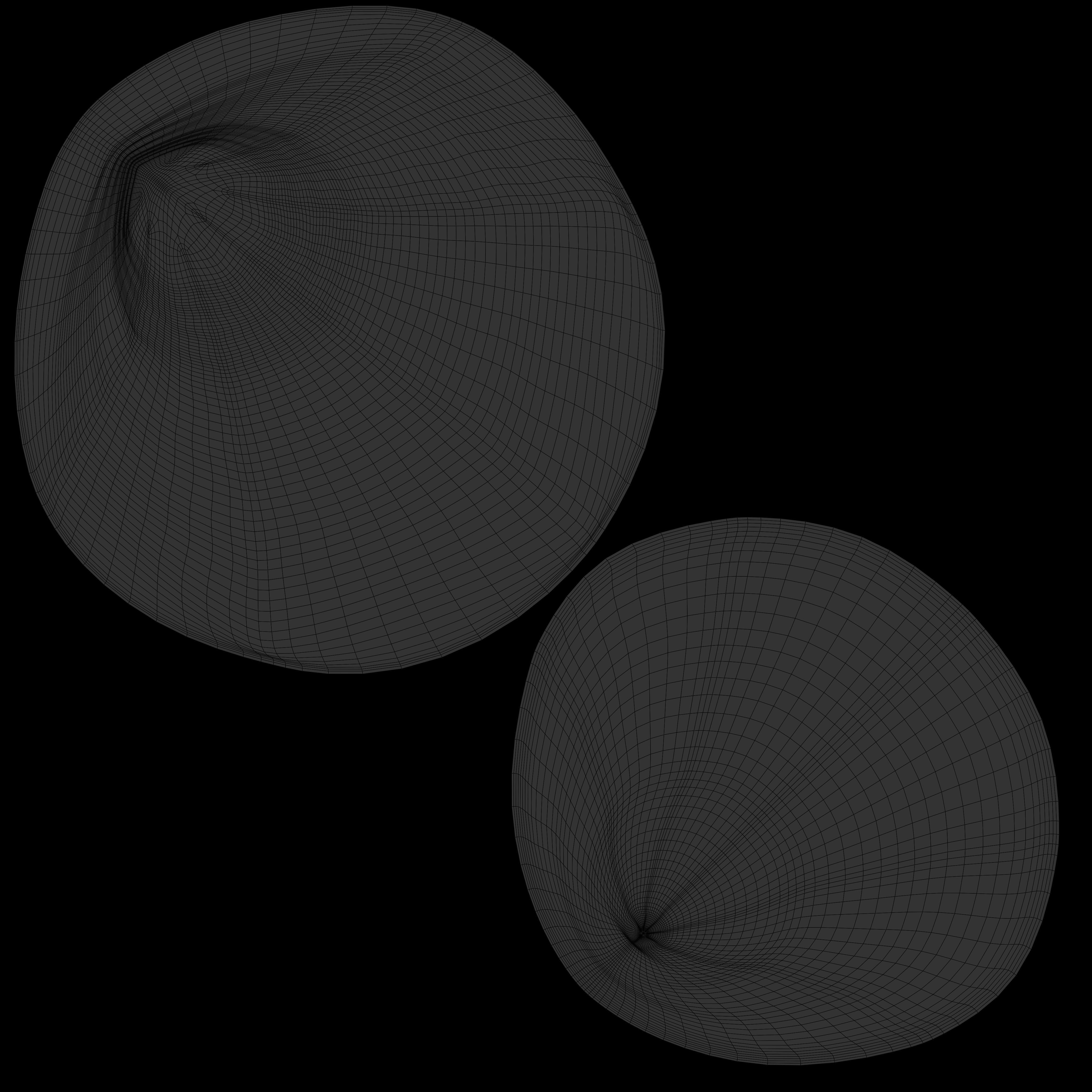 Fan Sea Shell  3D model_13