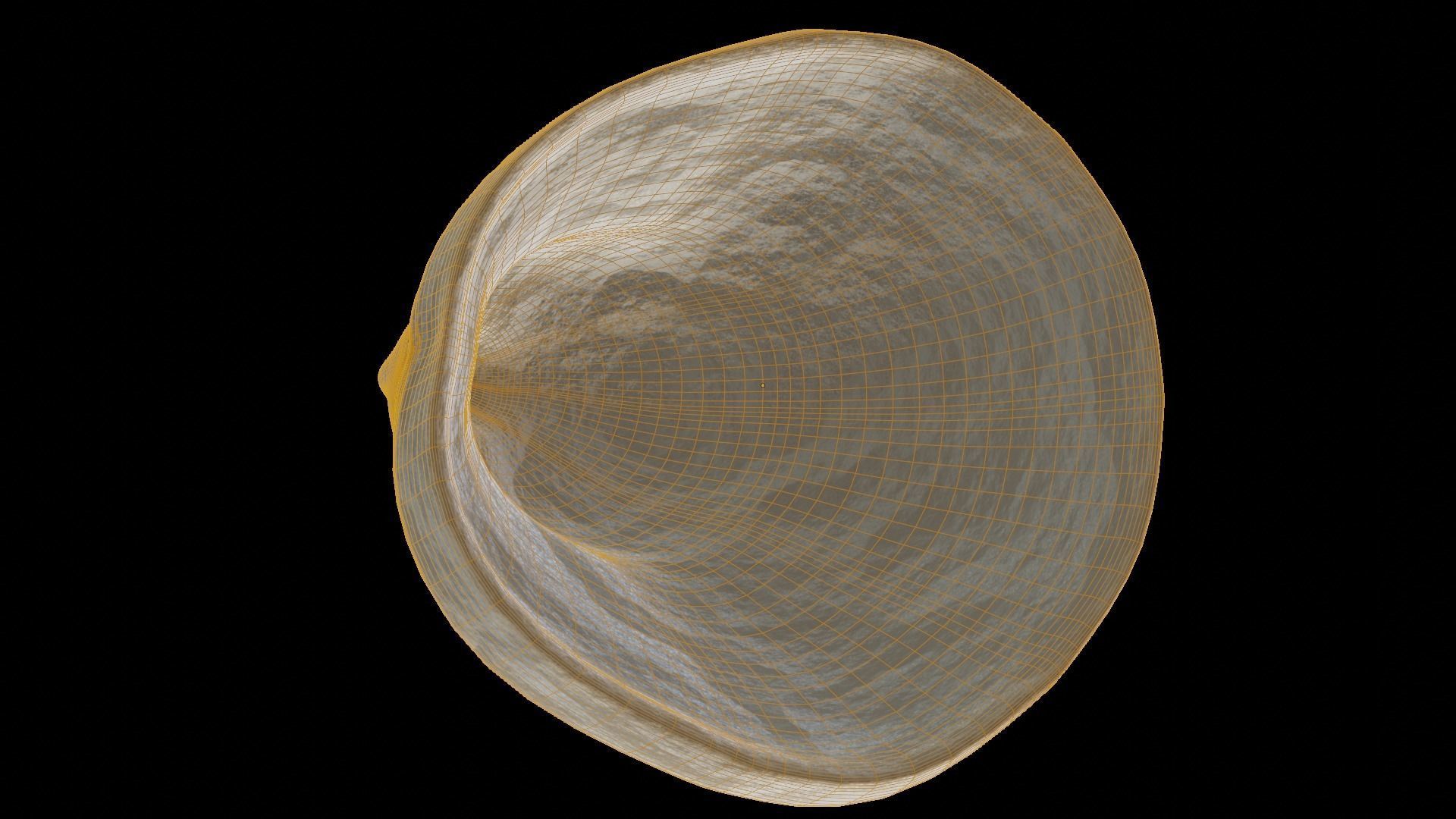 Fan Sea Shell  3D model_6