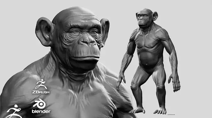 Chimpanzee 3D model