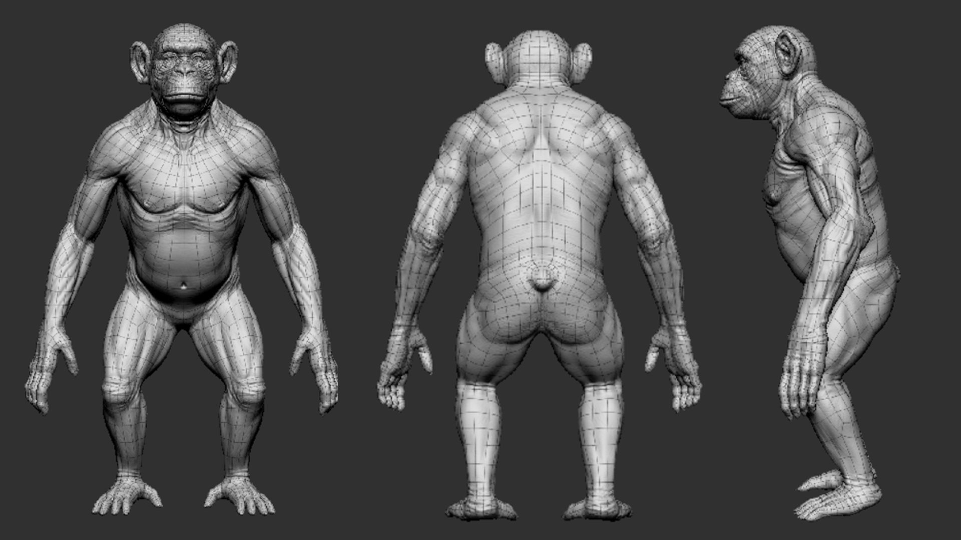 Chimpanzee 3D model_3