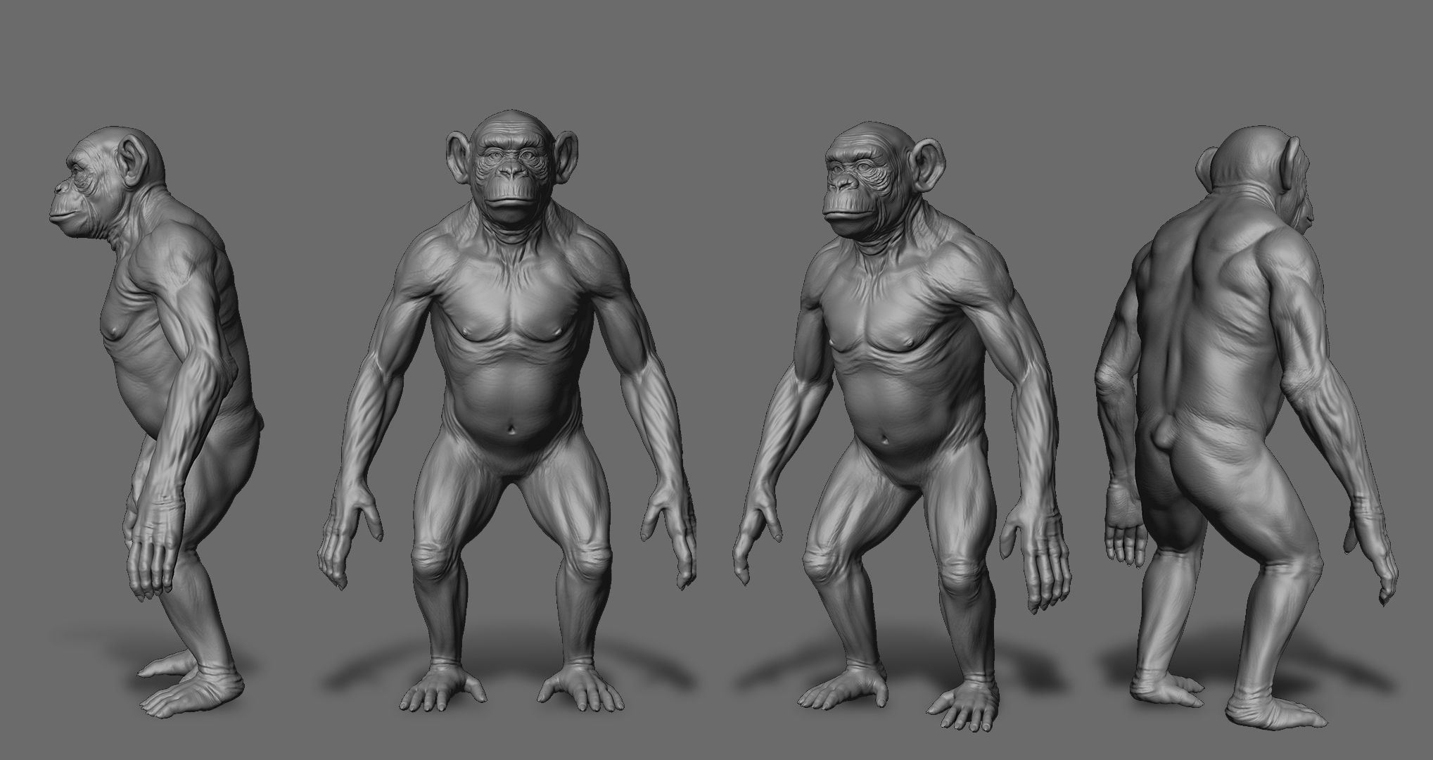 Chimpanzee 3D model_1