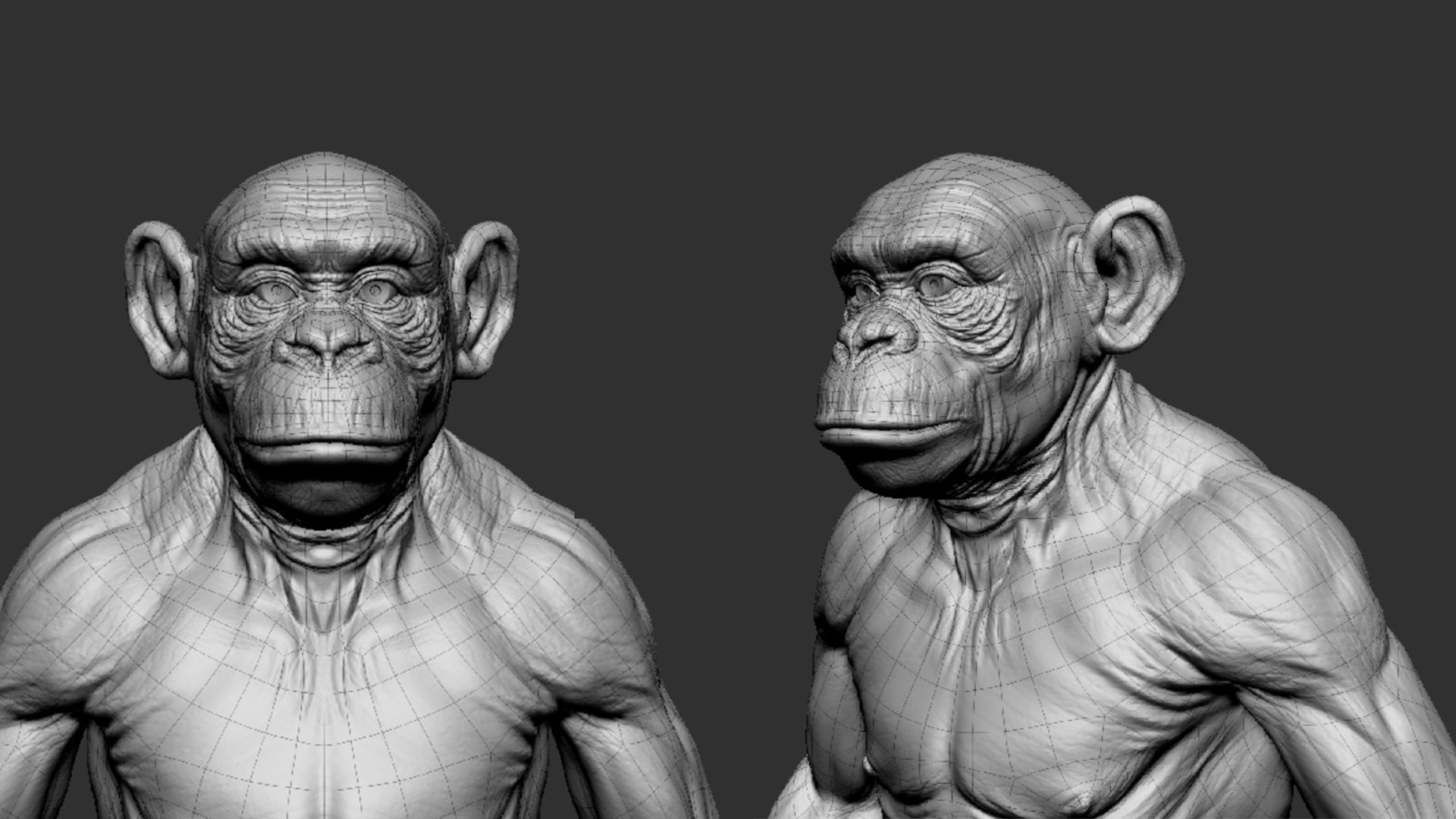 Chimpanzee 3D model_2