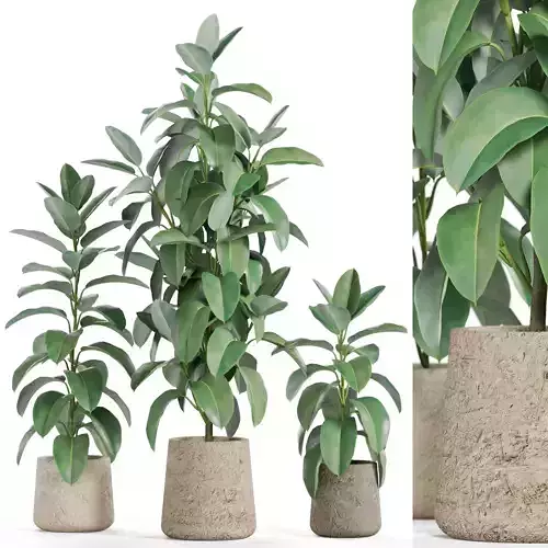 Plants collection 950 3D model
