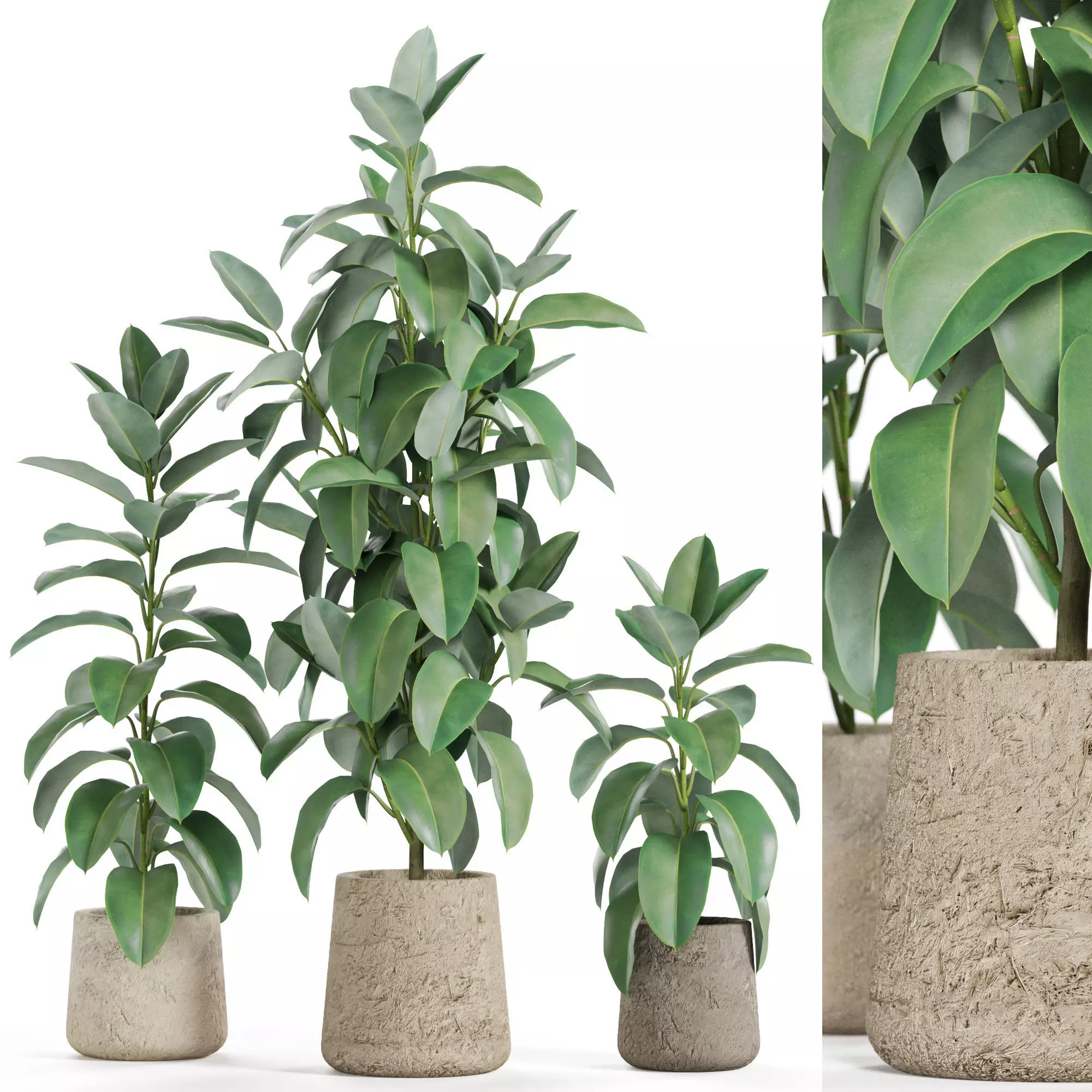 Plants collection 950 3D model