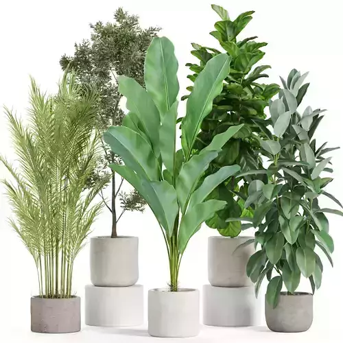 Plants collection 951 3D model
