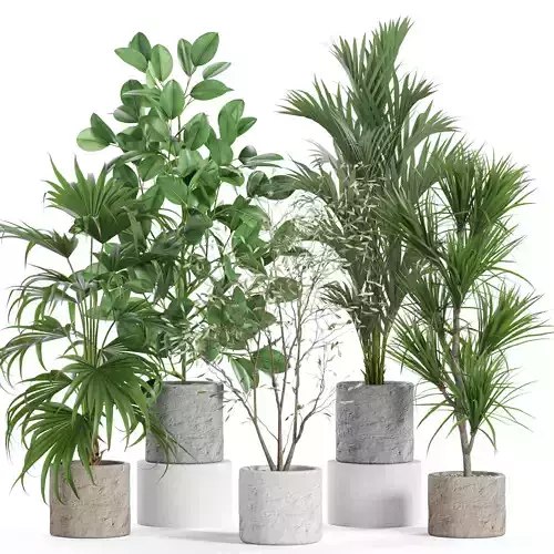 Plants collection 952 3D model