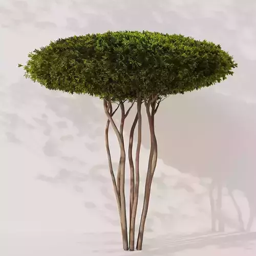Topiary Boxwood Tree 