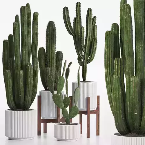 Cactus set