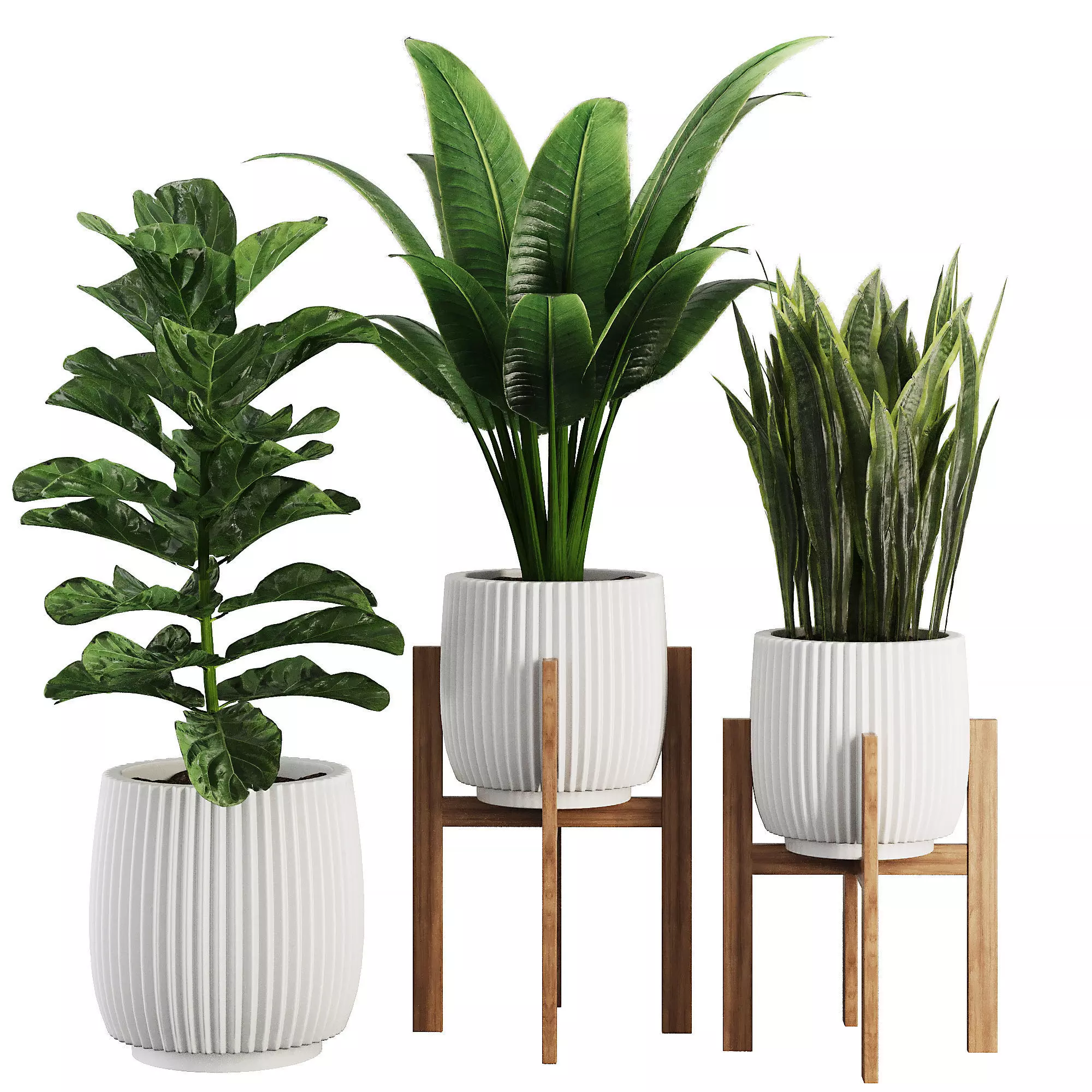 Indoor Plant SetV30 - Sansevieria Banana Ficus 3D model