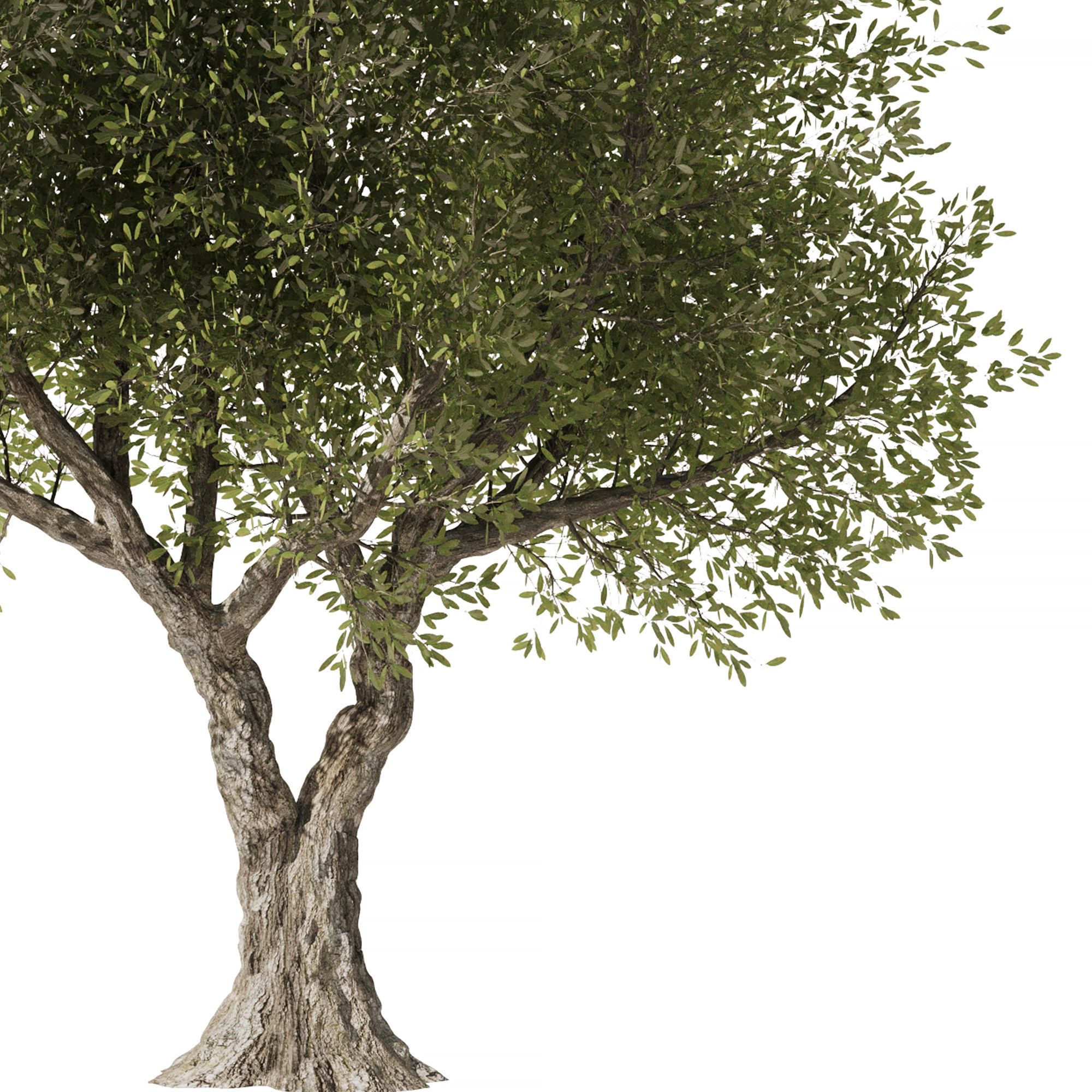 Olive Tree Set3 3D model_2
