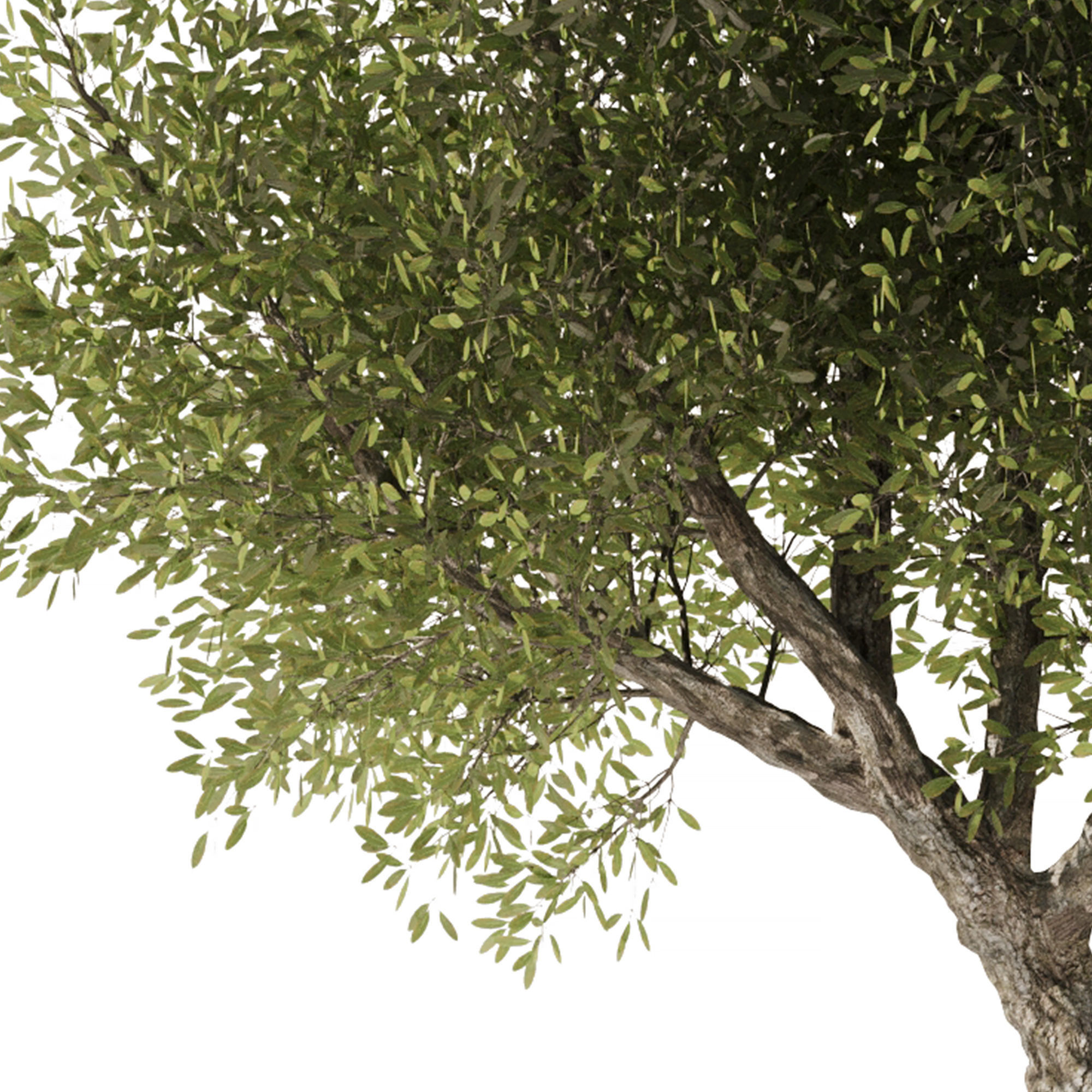 Olive Tree Set3 3D model_1