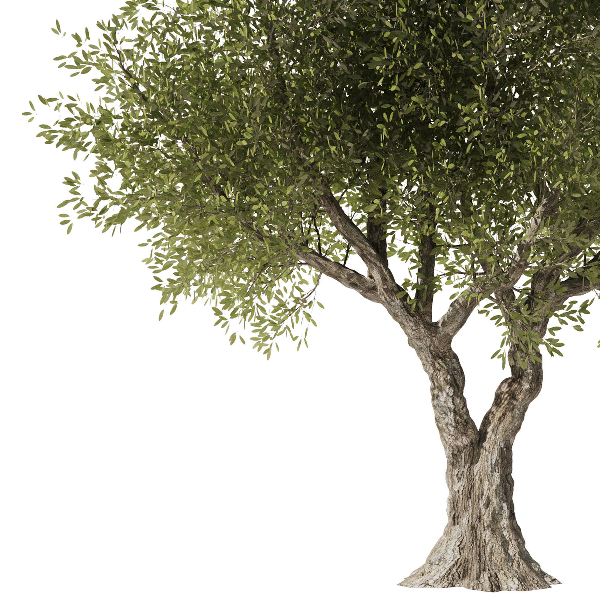 Olive Tree Set3 3D model_4