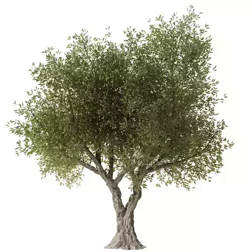 Olive Tree Set3