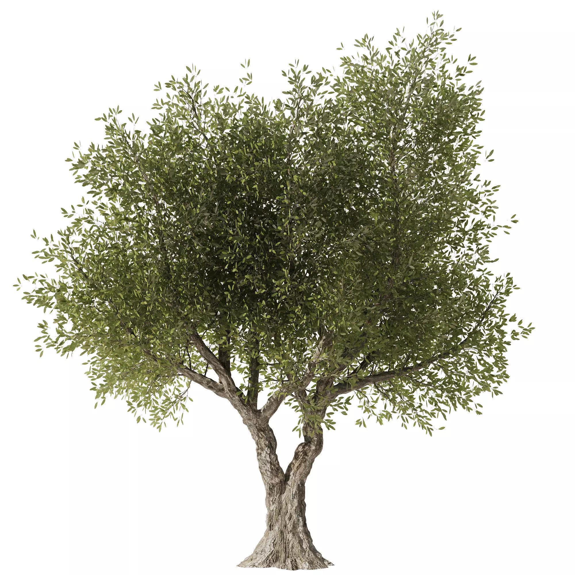 Olive Tree Set3 3D model_0