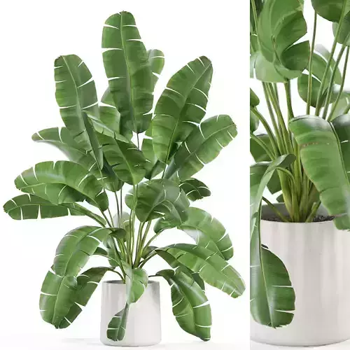 Plants collection 954 3D model