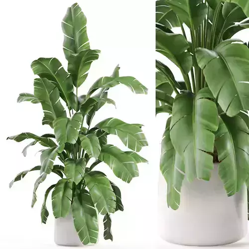 Plants collection 955 3D model