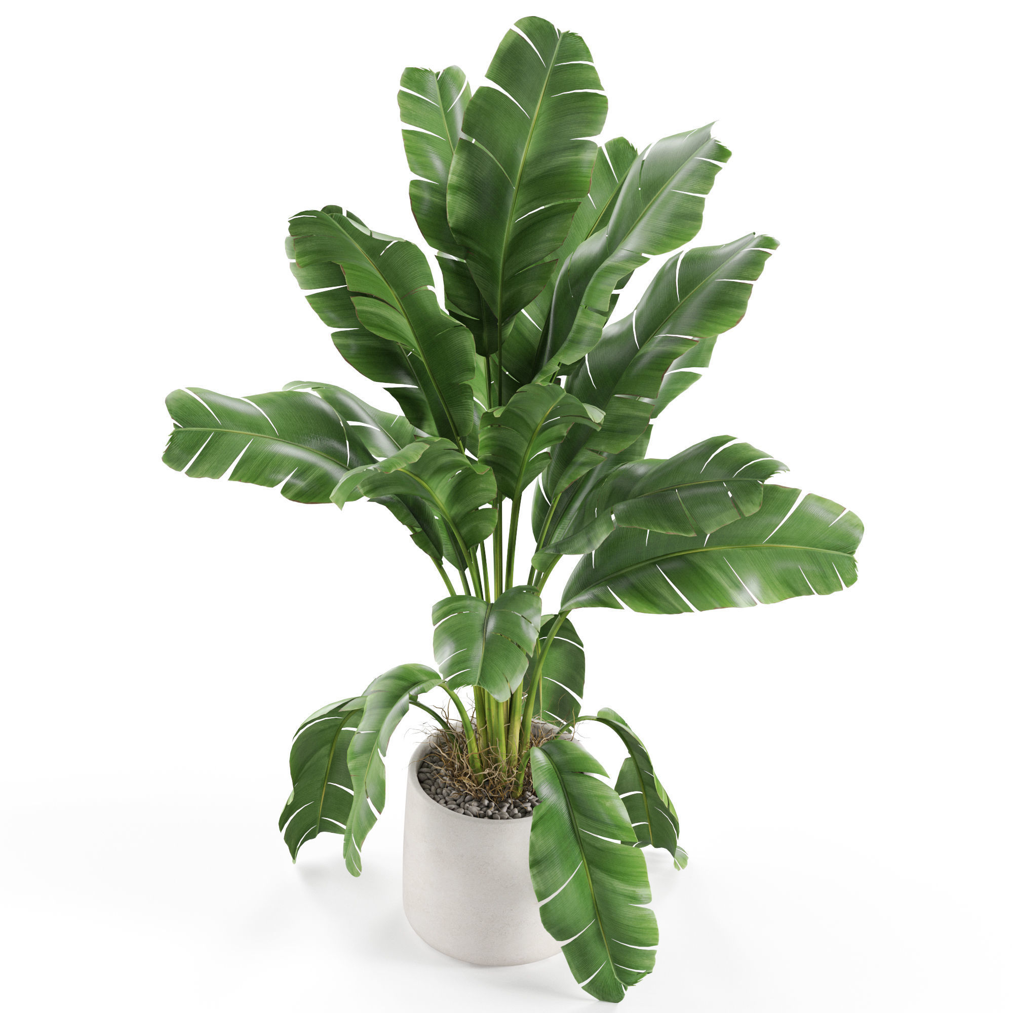 Plants collection 956 3D model_3