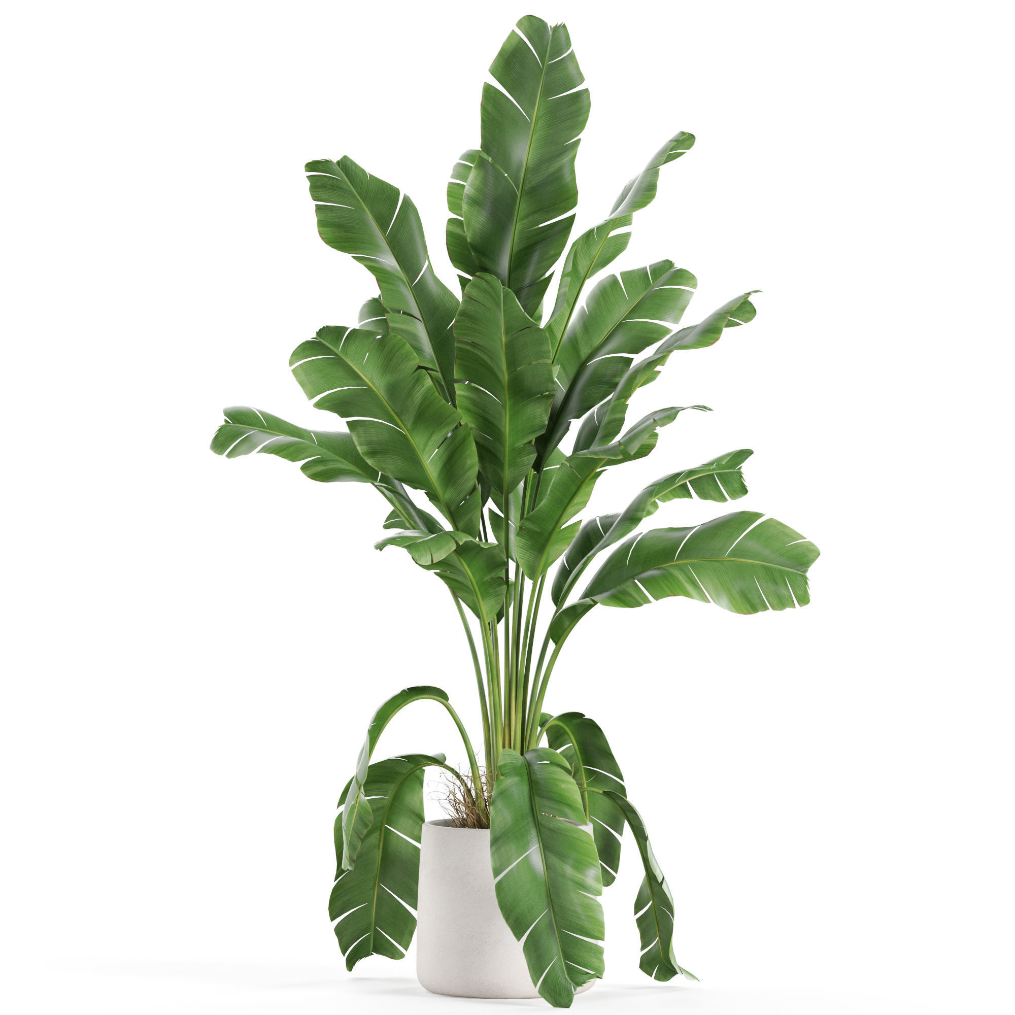 Plants collection 956 3D model_1