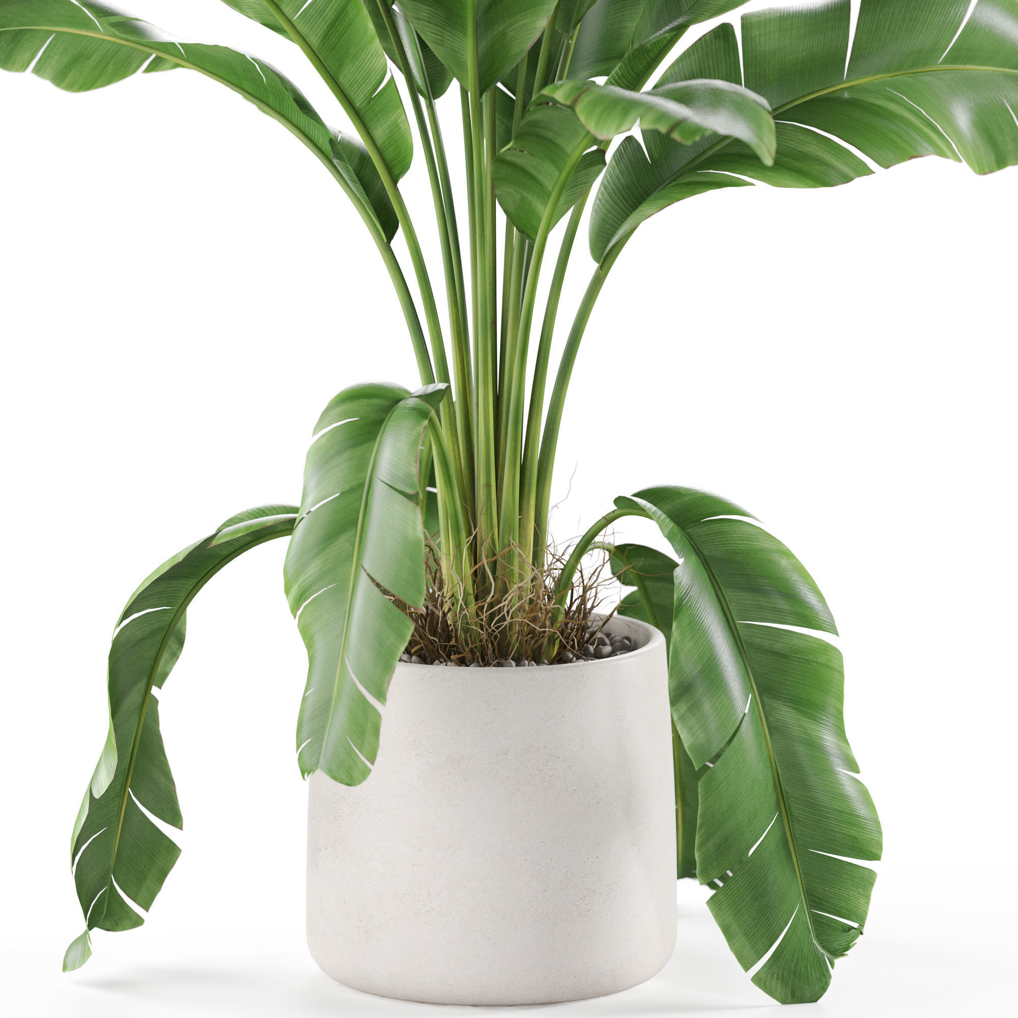 Plants collection 956 3D model_2