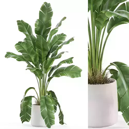 Plants collection 956 3D model