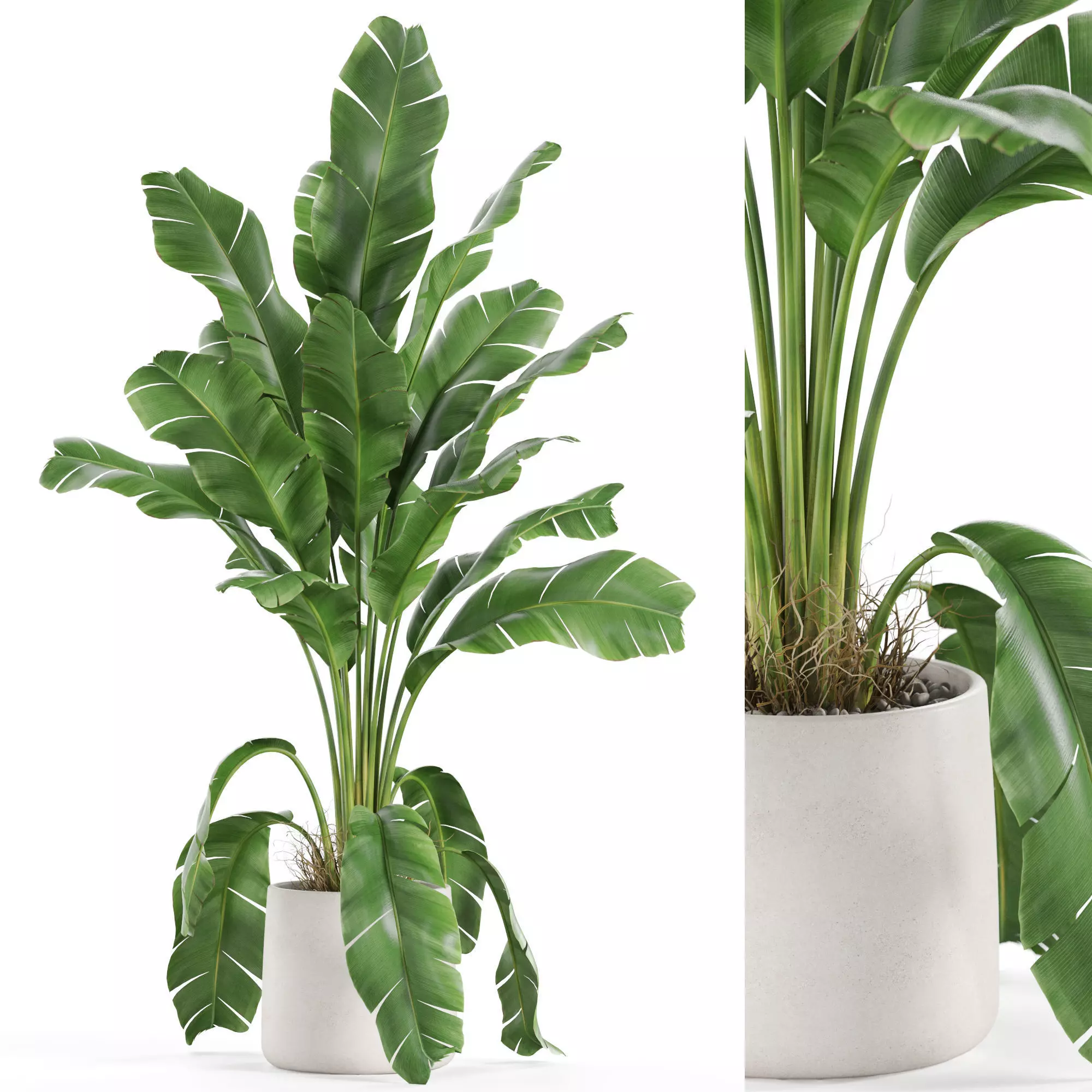 Plants collection 956 3D model_0