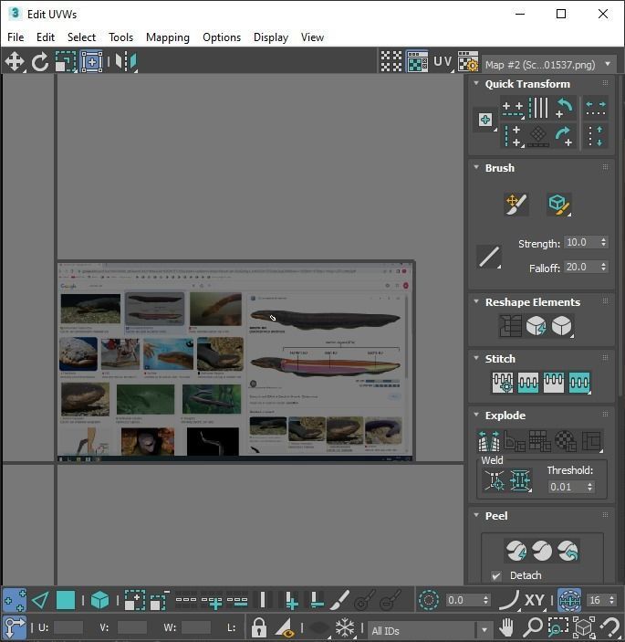 Electric Eel 3D model_22