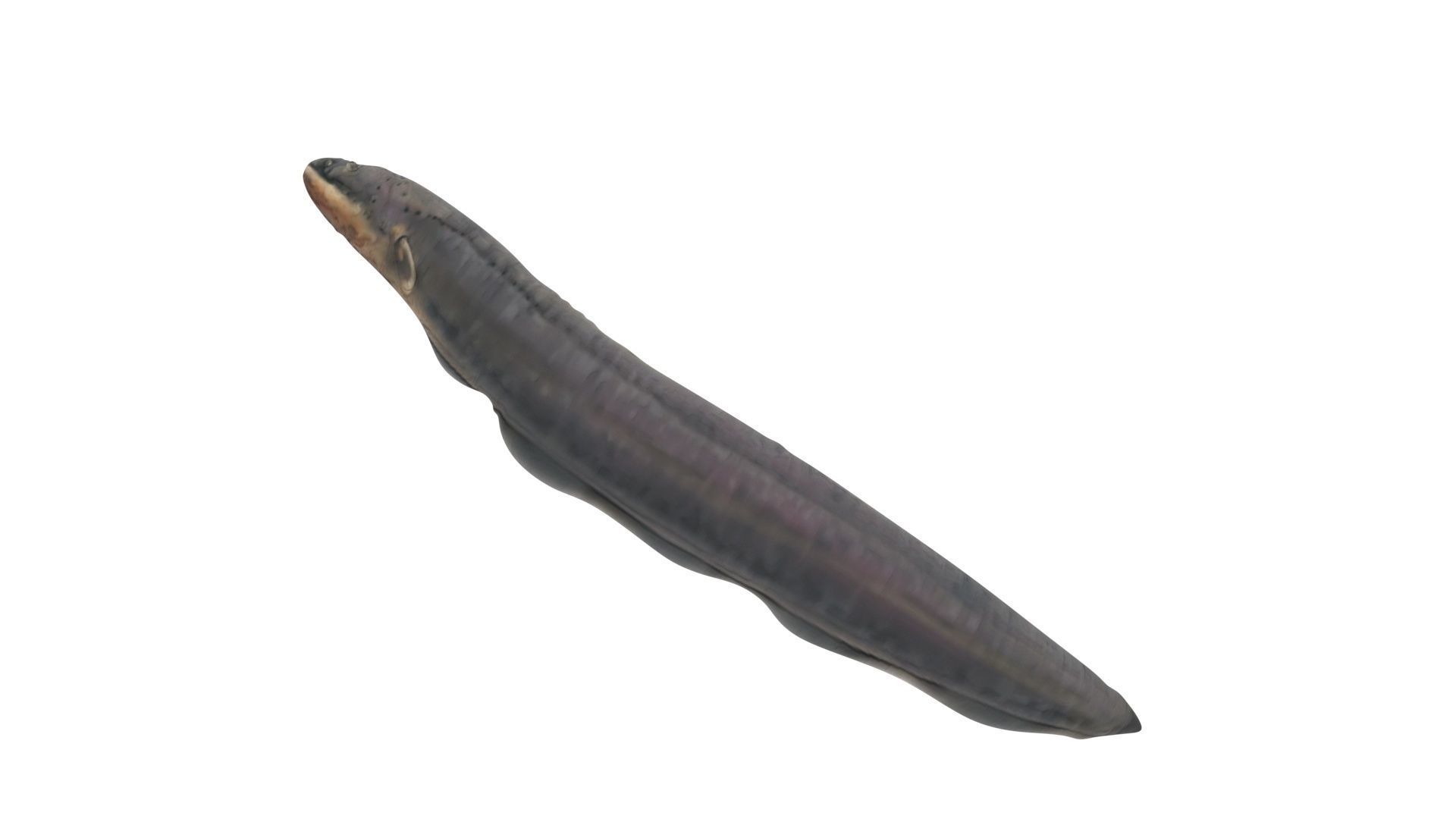 Electric Eel 3D model_8