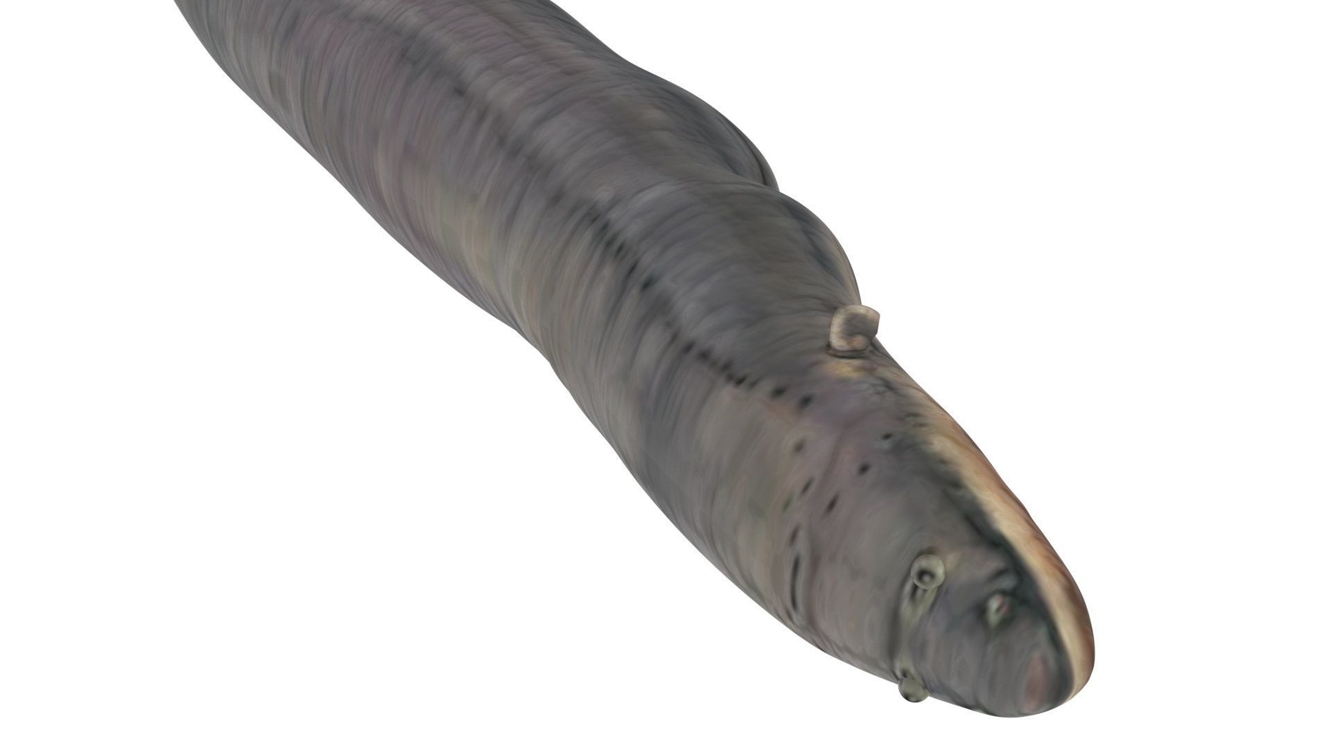Electric Eel 3D model_12