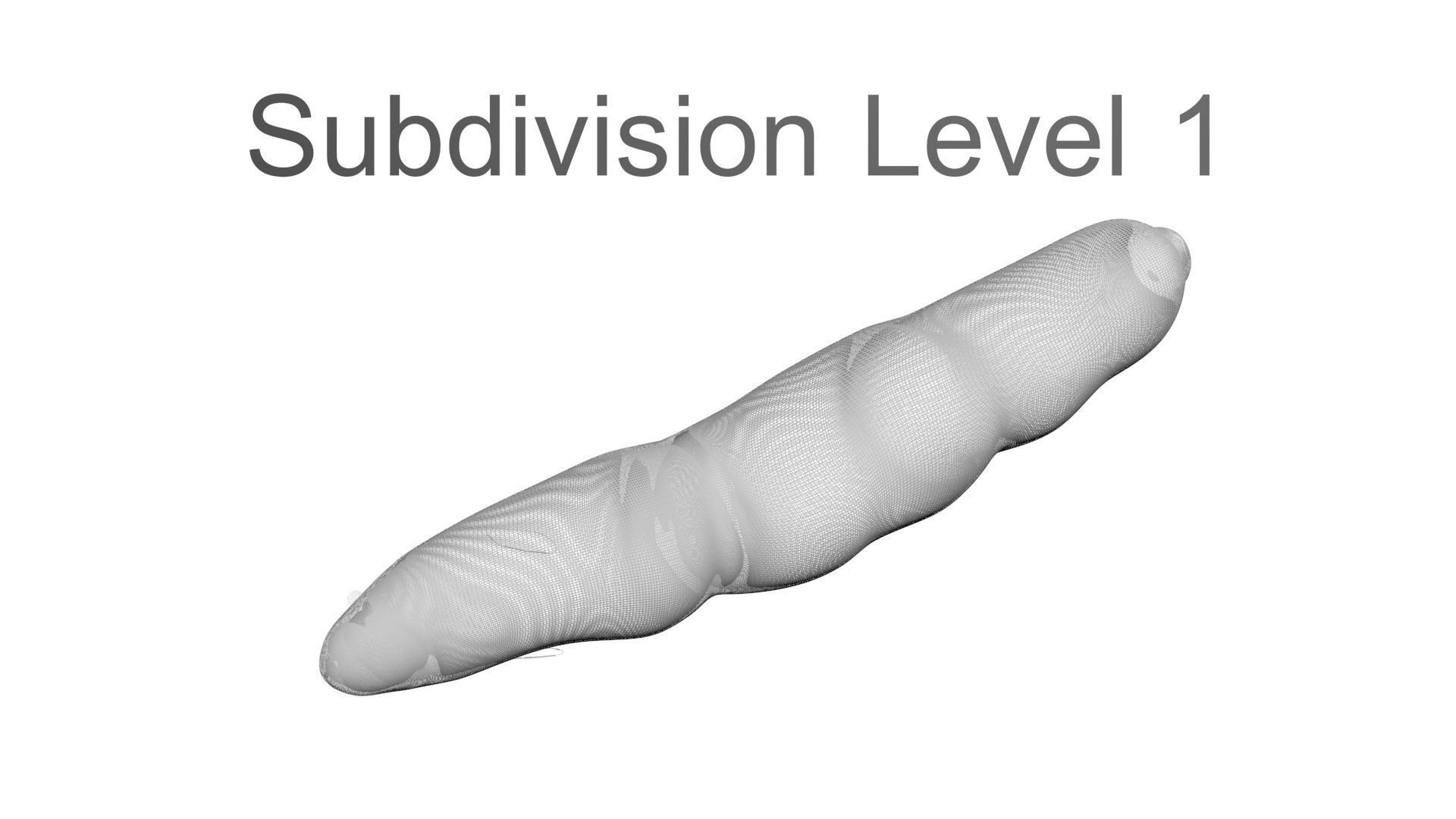 Electric Eel 3D model_20