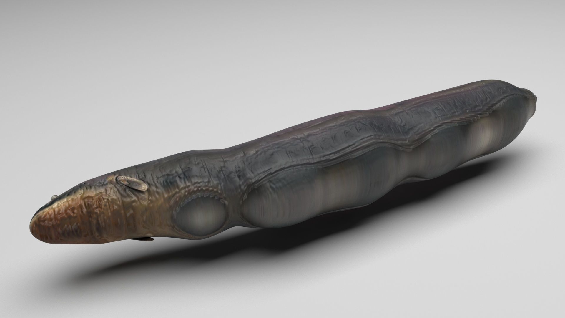 Electric Eel 3D model_4