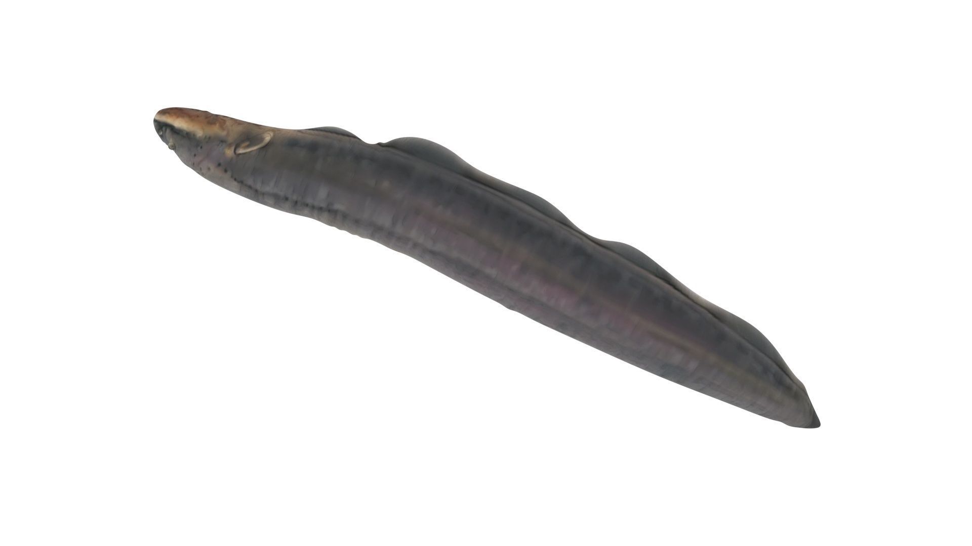Electric Eel 3D model_11