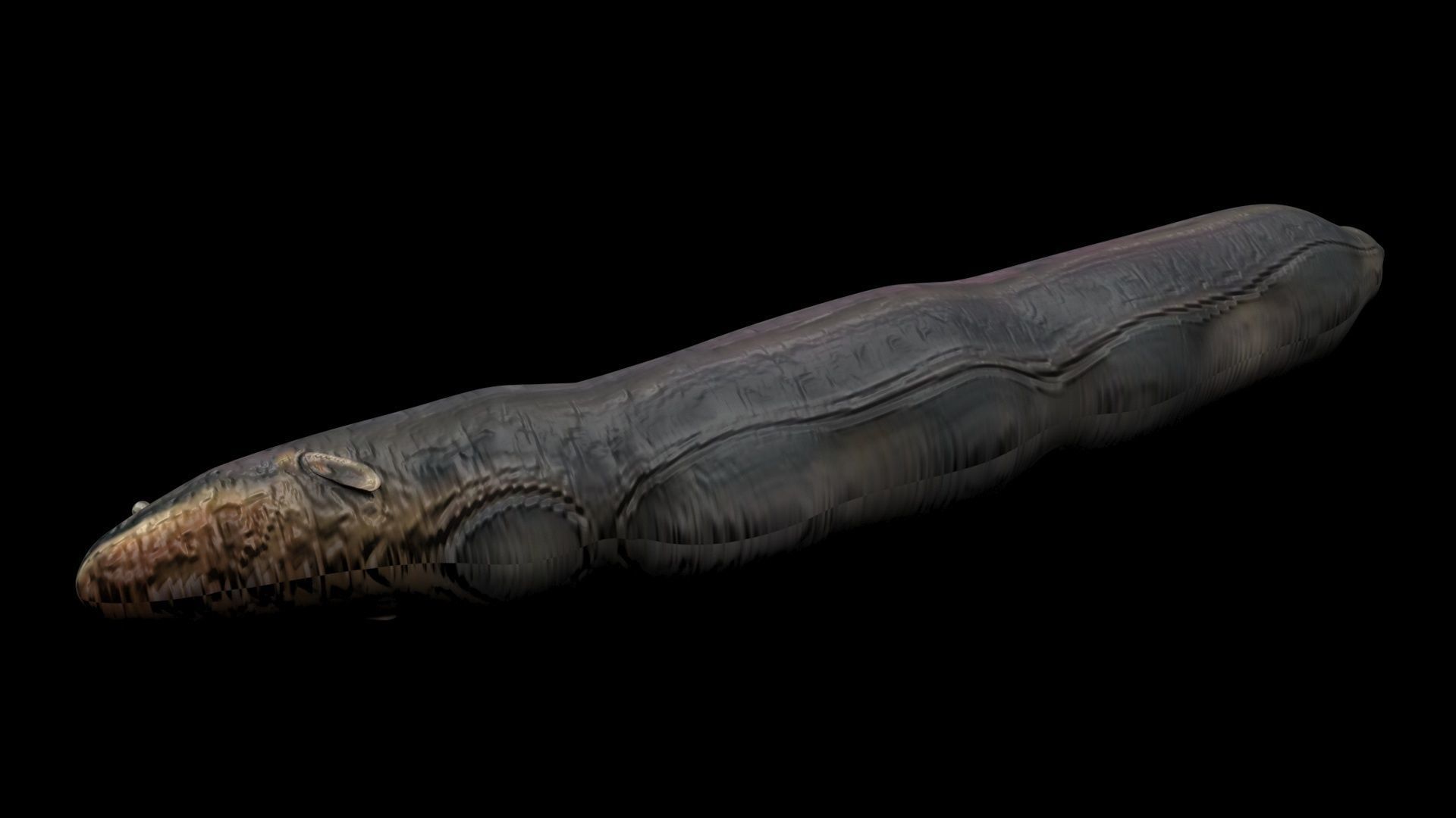 Electric Eel 3D model_6