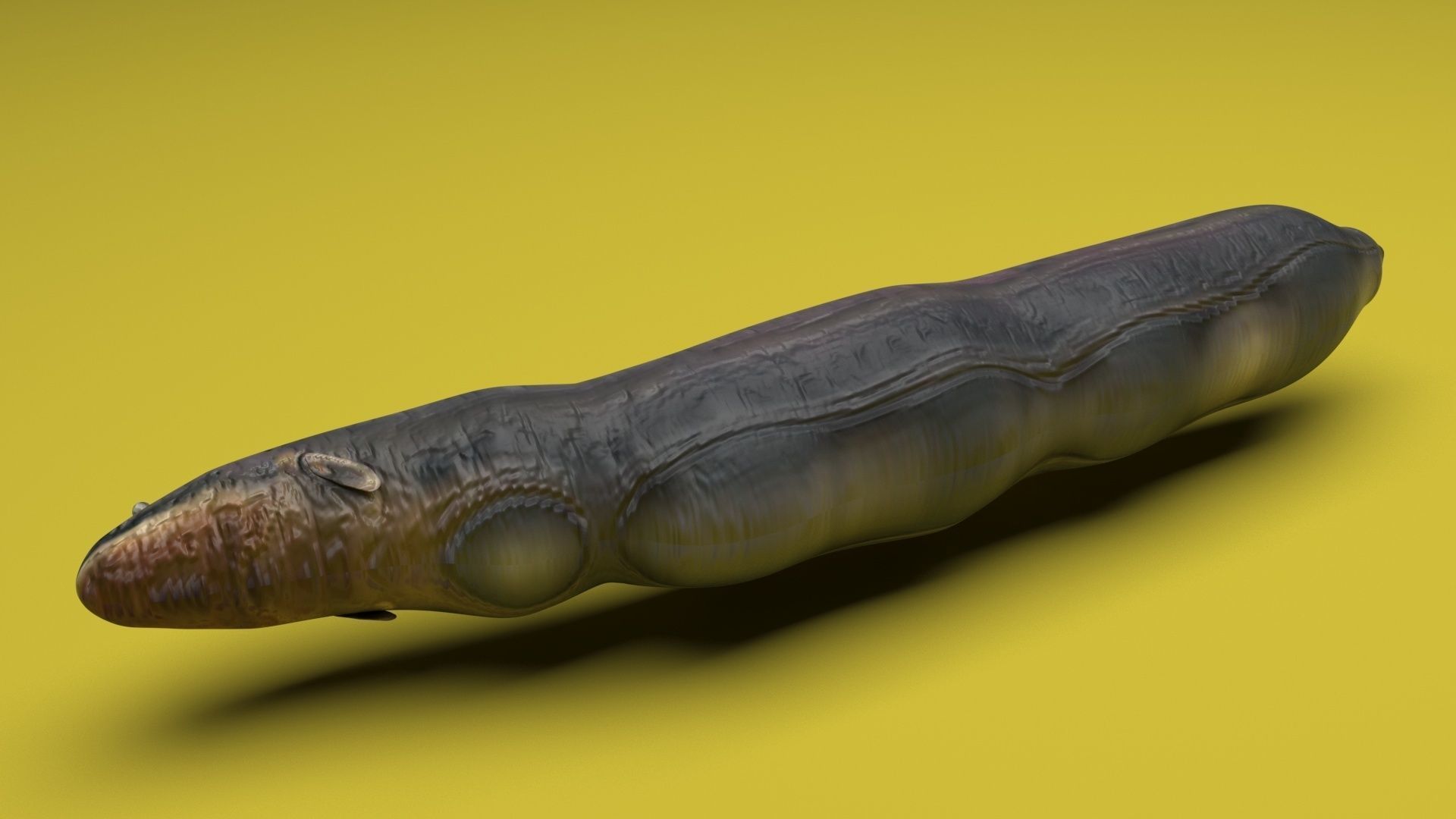 Electric Eel 3D model_5
