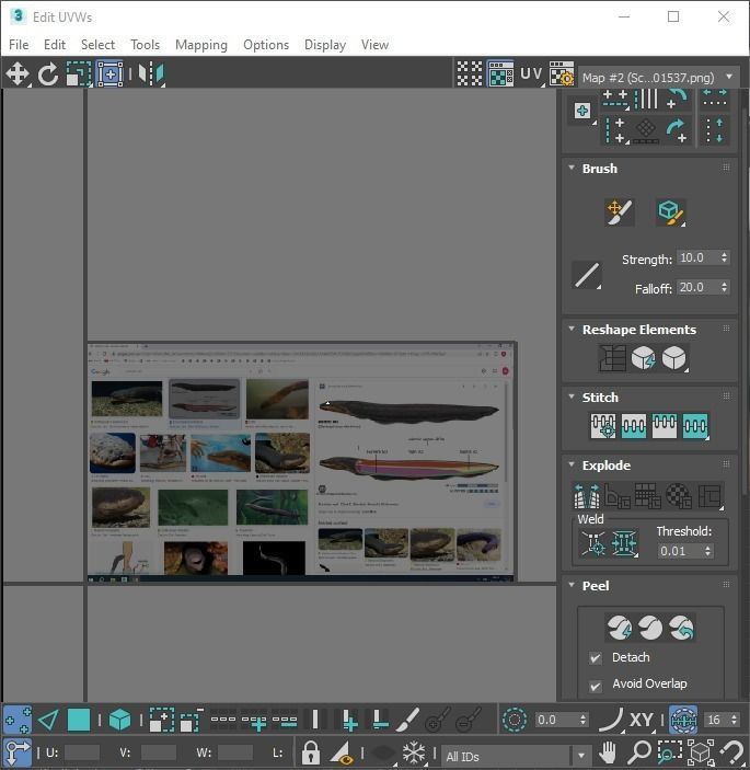 Electric Eel 3D model_23