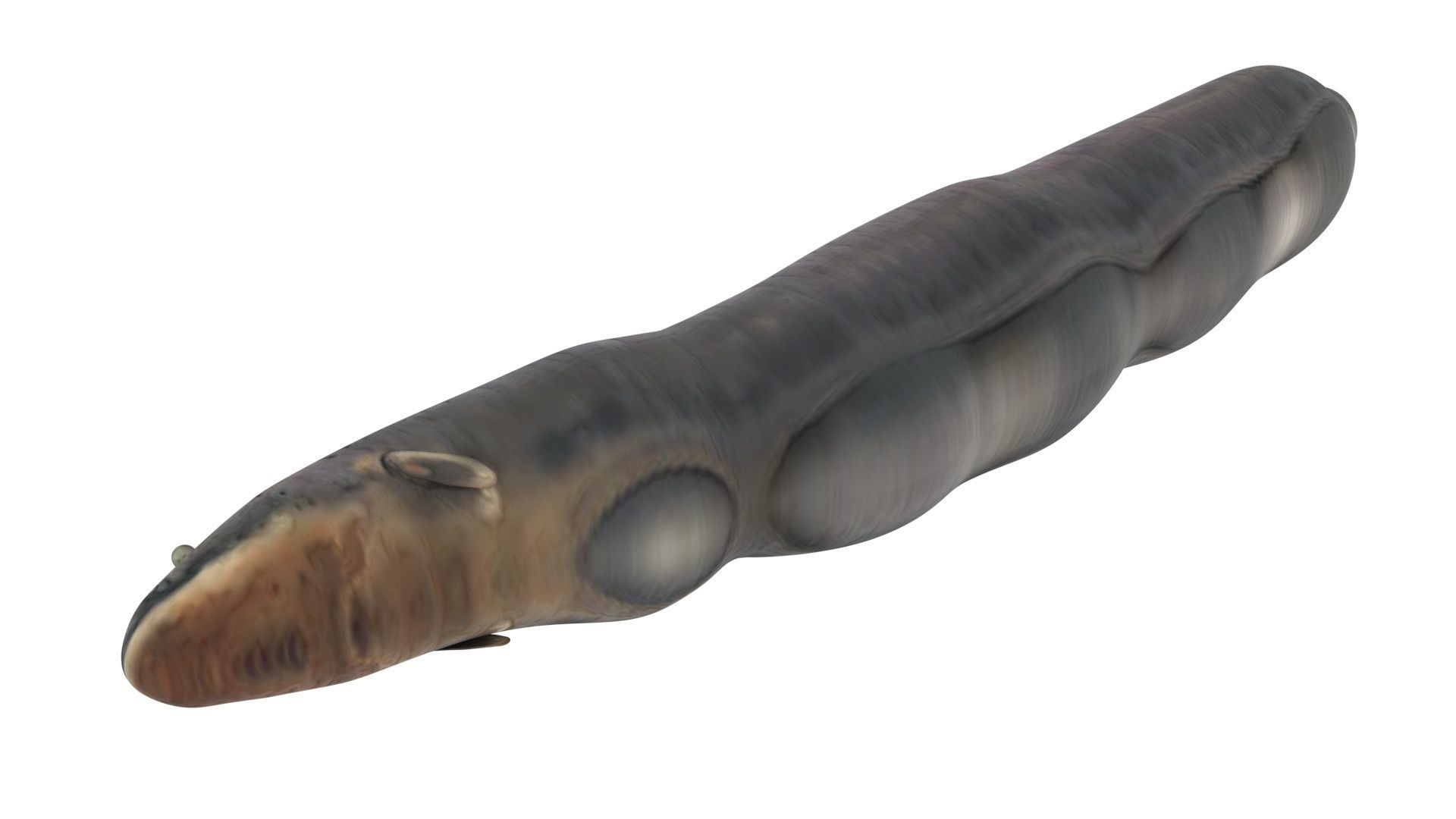 Electric Eel 3D model_7
