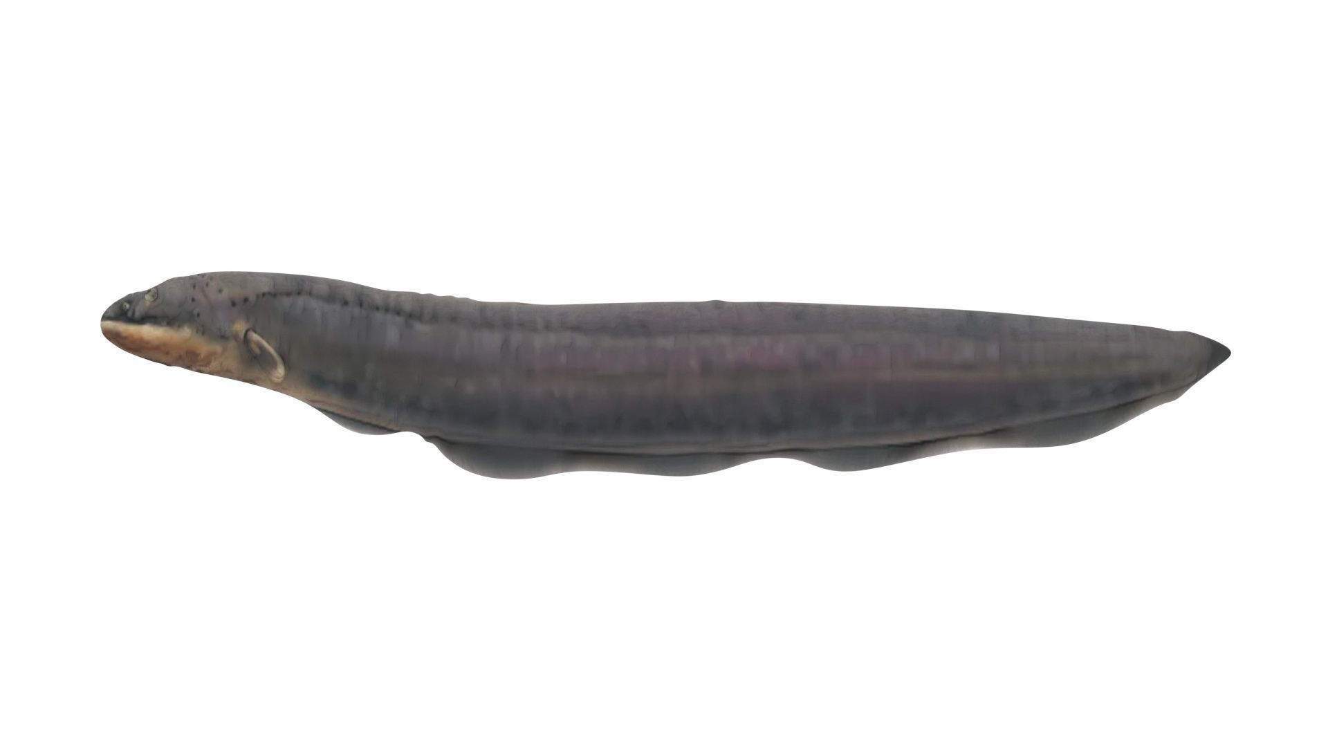 Electric Eel 3D model_13