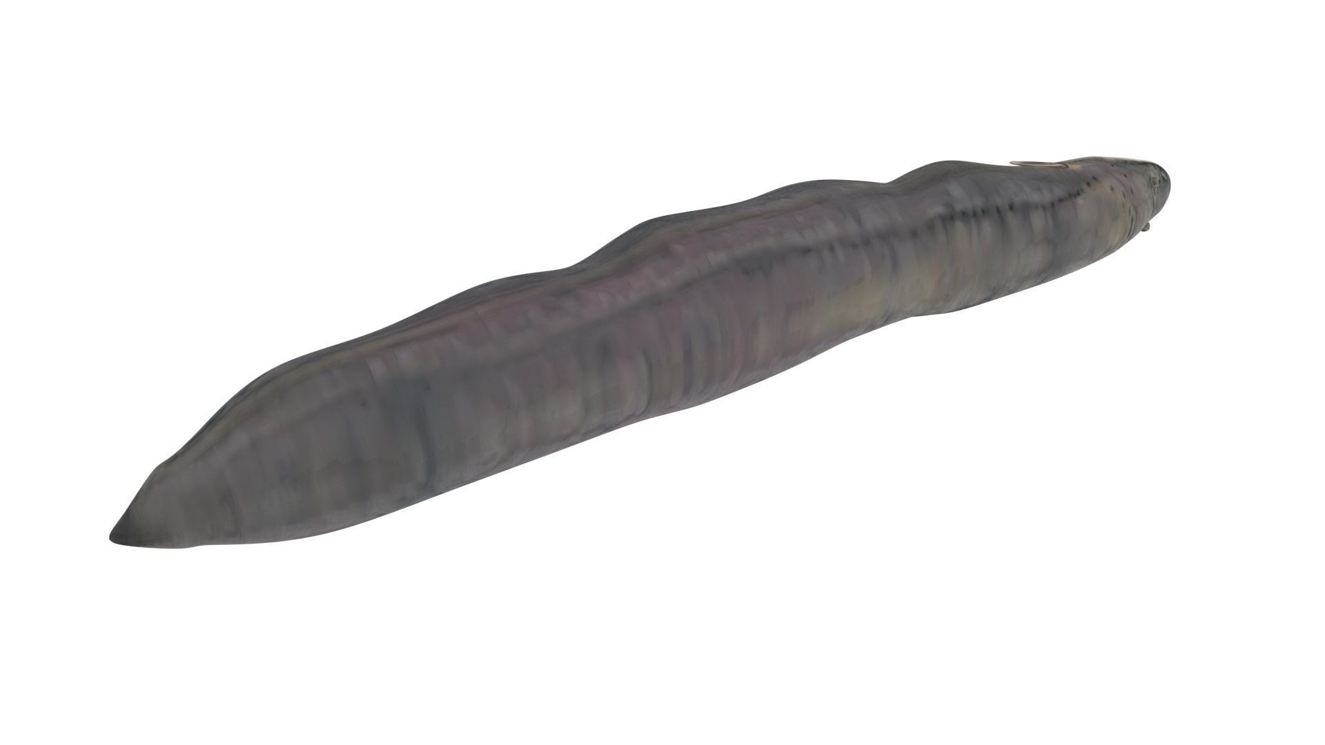 Electric Eel 3D model_9