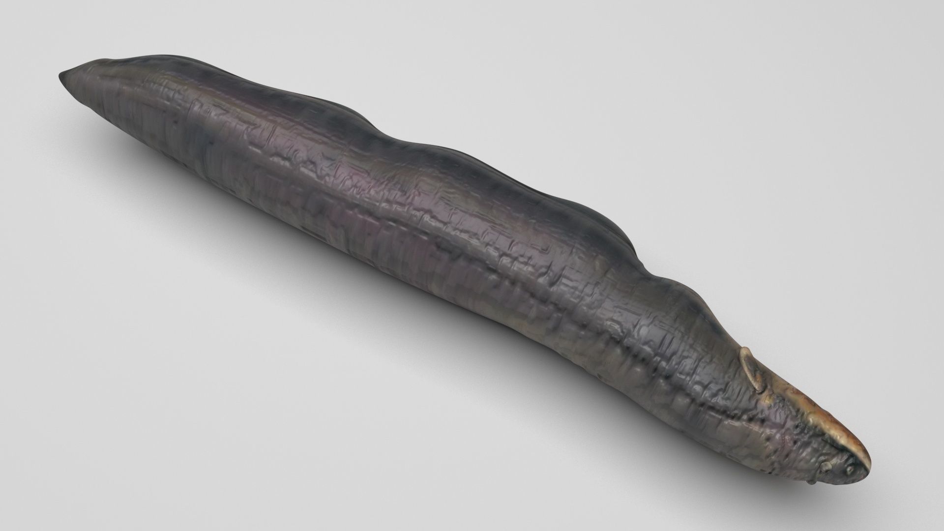 Electric Eel 3D model_3