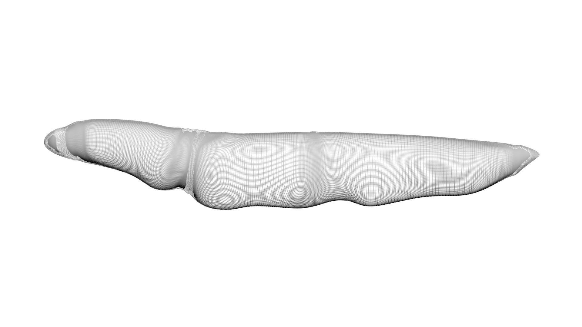 Electric Eel 3D model_19