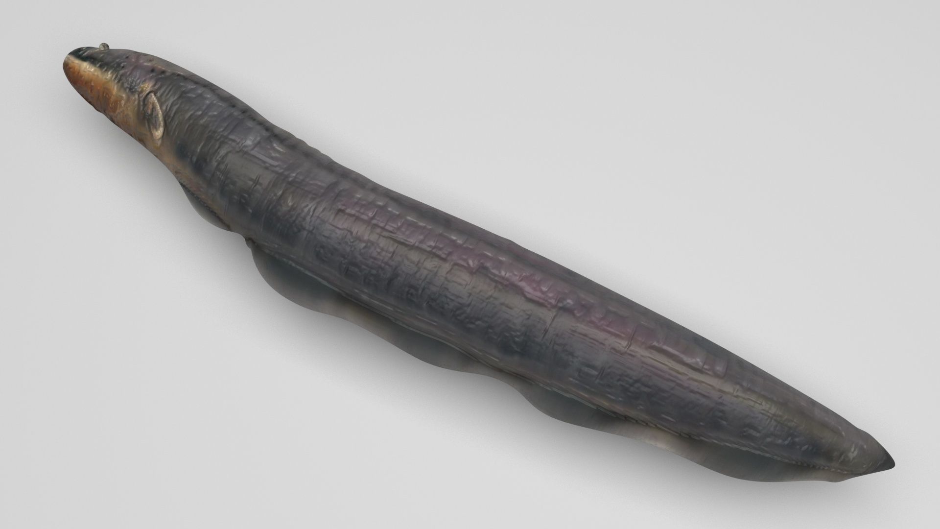 Electric Eel 3D model_1